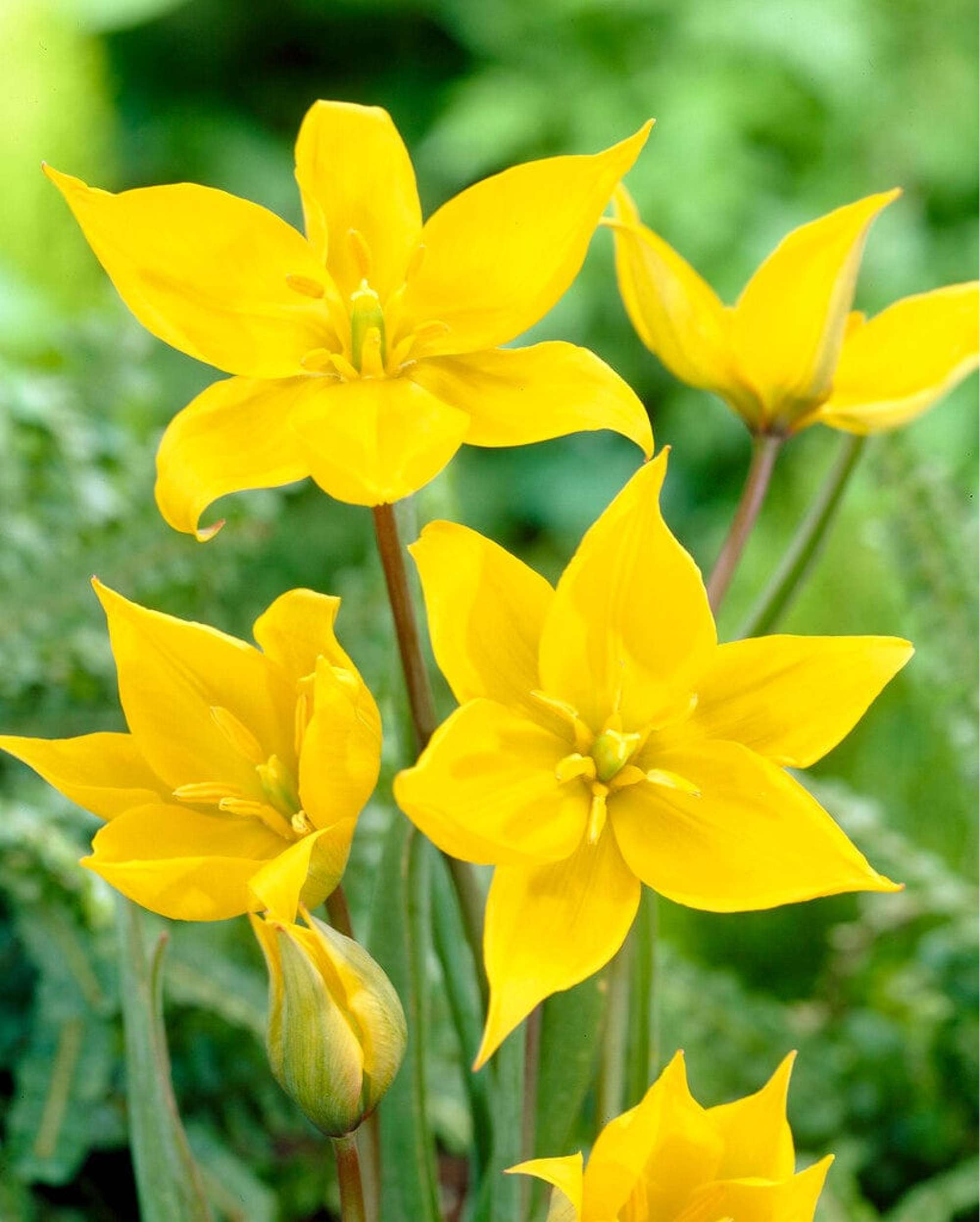 Tulpe 'Sylvestris'